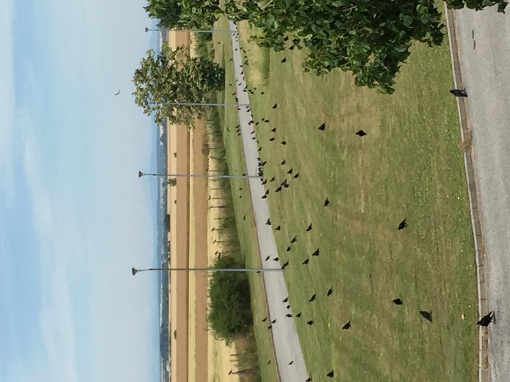 Bük Birdland Villapark Golf View المظهر الخارجي الصورة